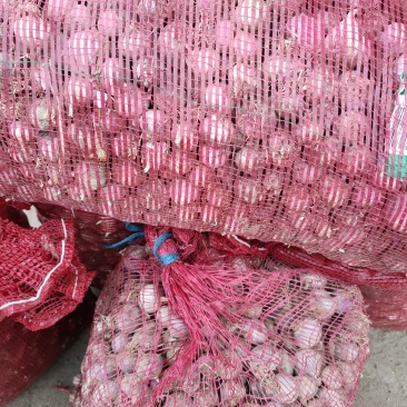 独头蒜，基地直发，诚信代办，(鲜蒜头)