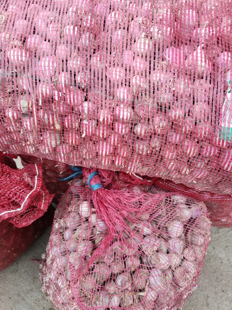 独头蒜，基地直发，诚信代办，(鲜蒜头)
