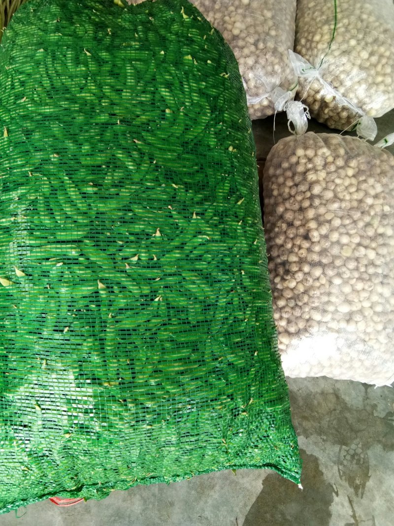 毛豆（新鲜毛豆现货供应）