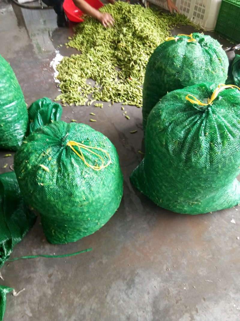 毛豆（新鲜毛豆现货供应）