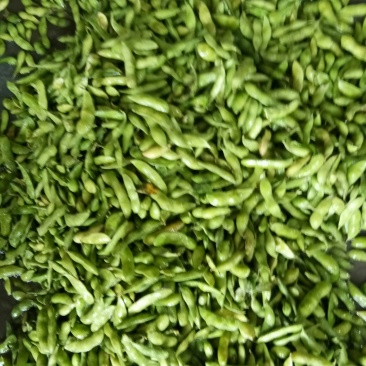 毛豆（新鲜毛豆现货供应）