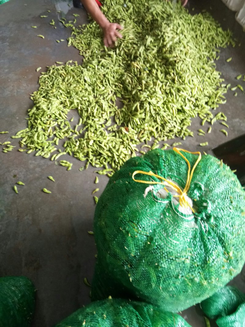 毛豆（新鲜毛豆现货供应）