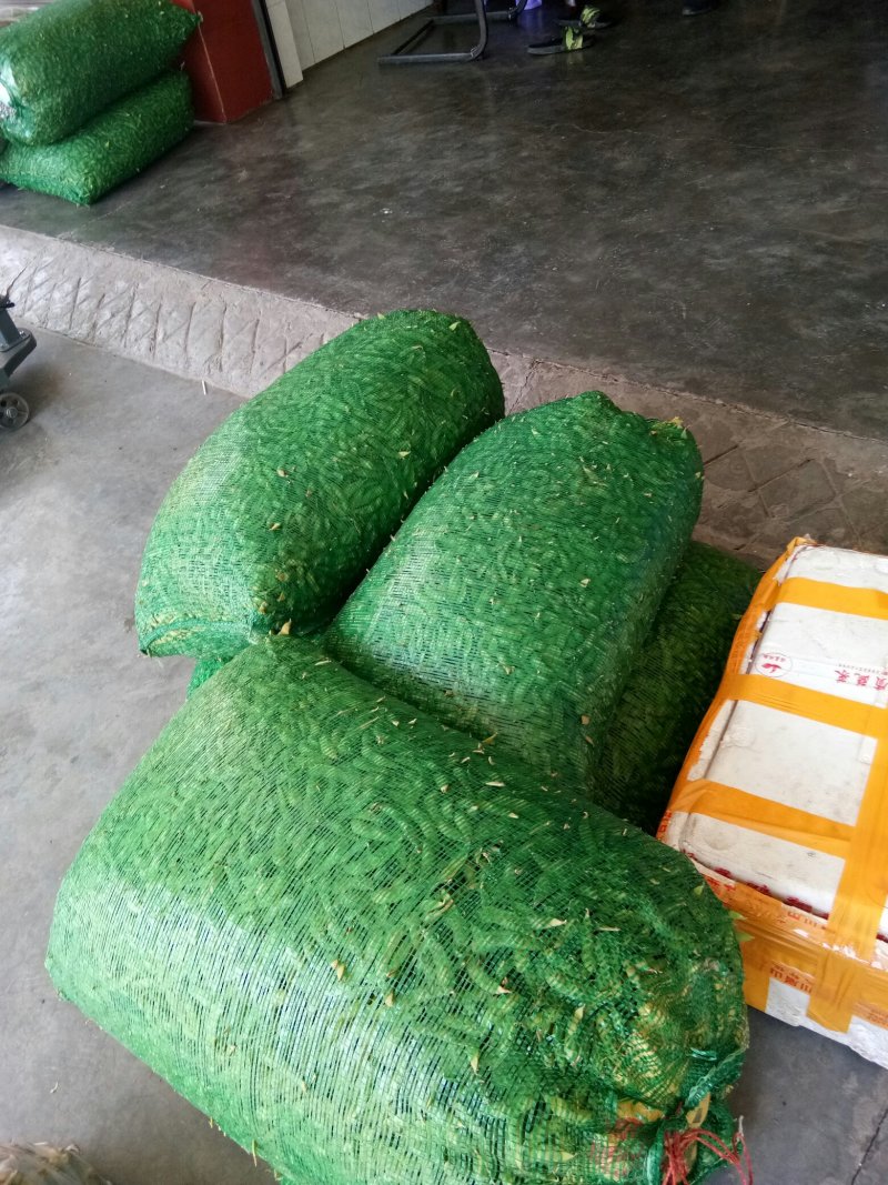 毛豆（新鲜毛豆现货供应）