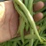青刀豆大量上市，供应各大加工厂！市场等！有需要的联系我！
