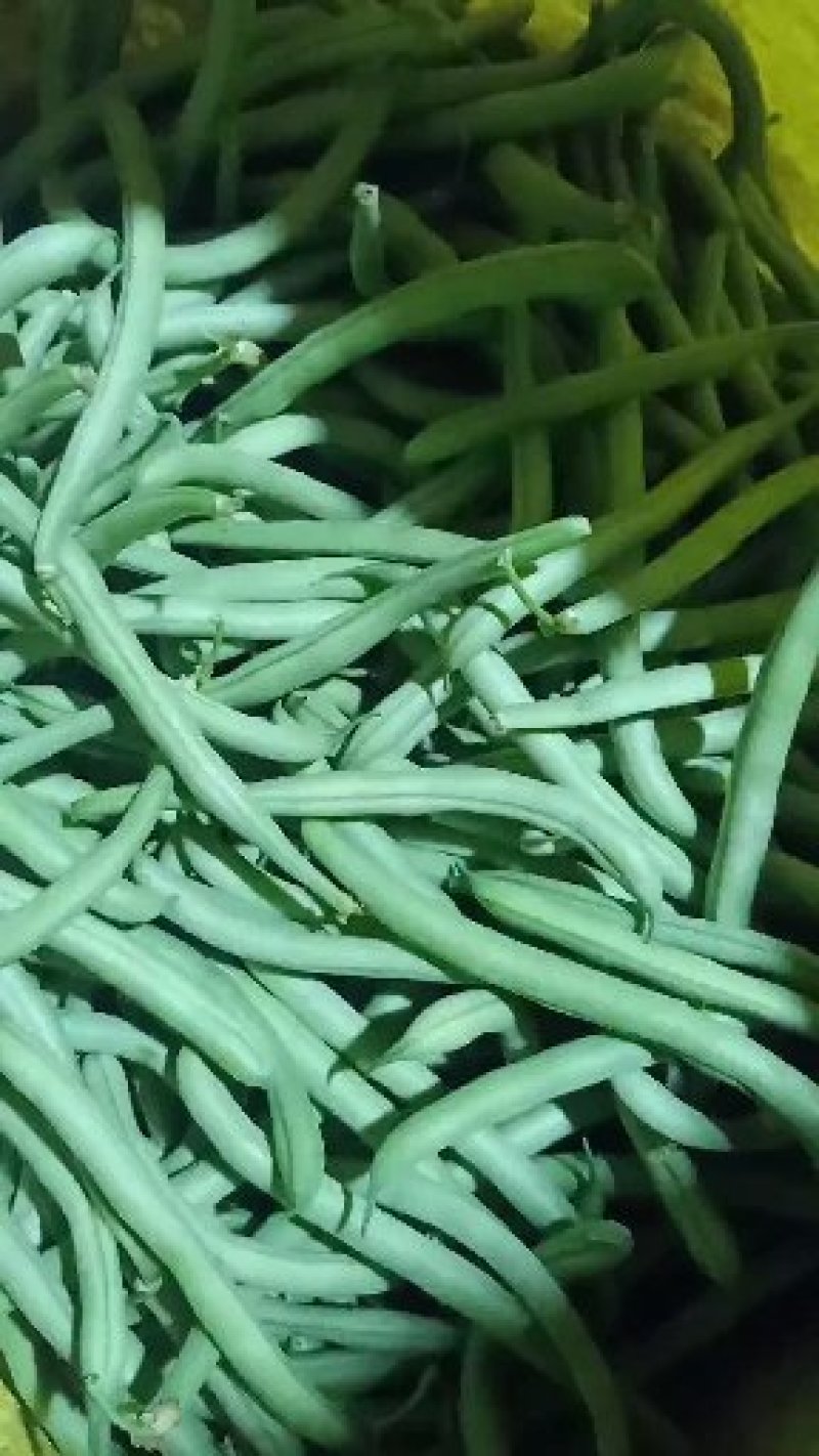 青刀豆大量上市，供应各大加工厂！市场等！有需要的联系我！