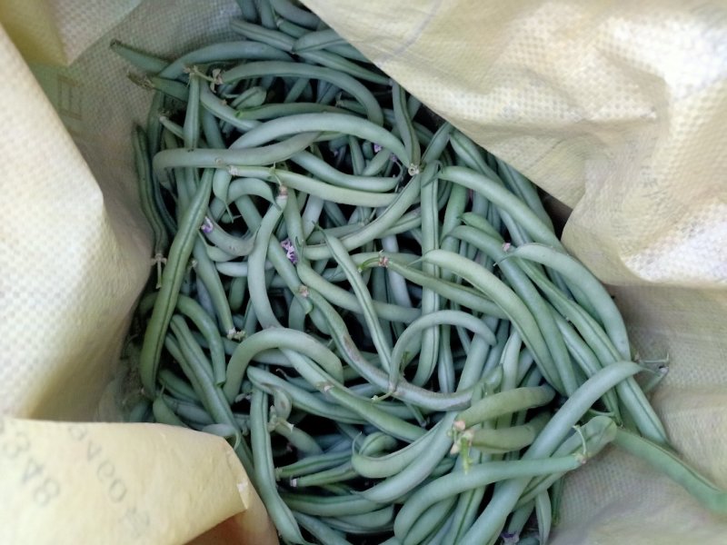 青刀豆大量上市，供应各大加工厂！市场等！有需要的联系我！