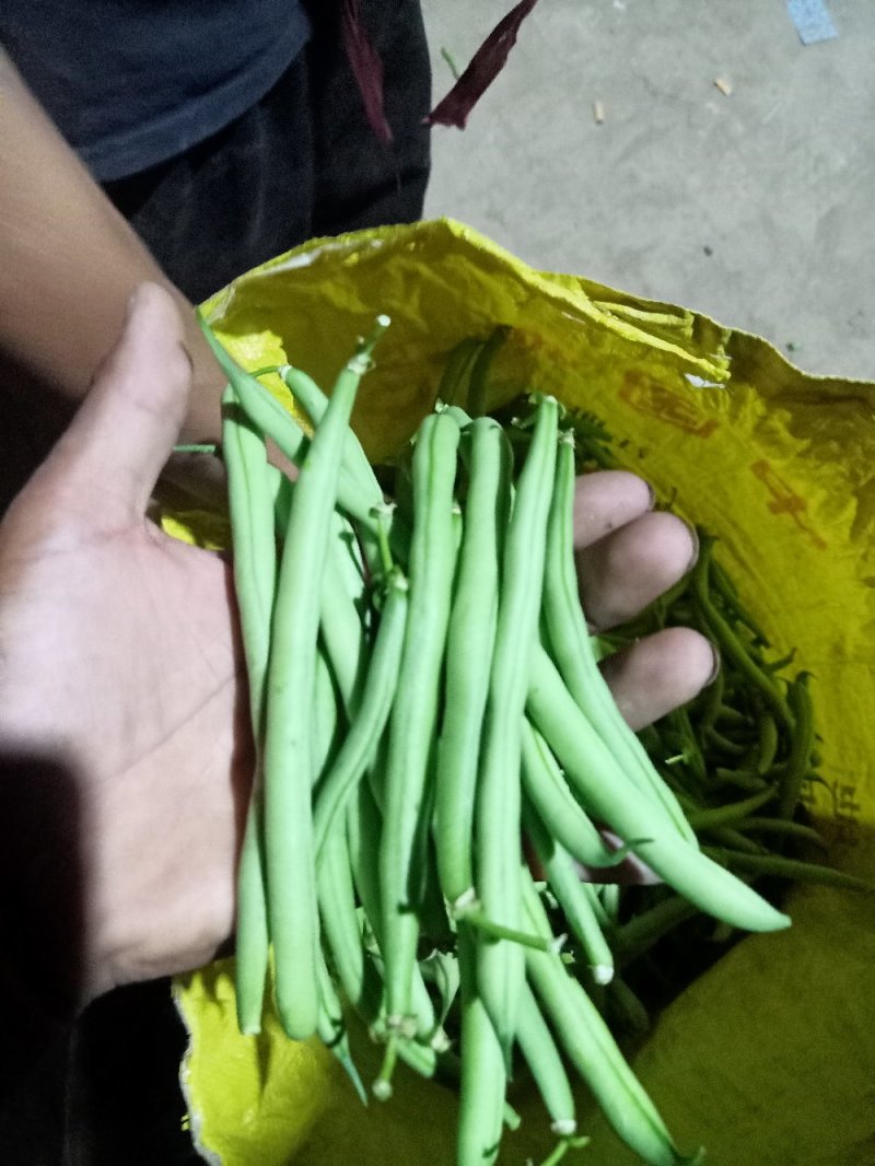 青刀豆大量上市，供应各大加工厂！市场等！有需要的联系我！