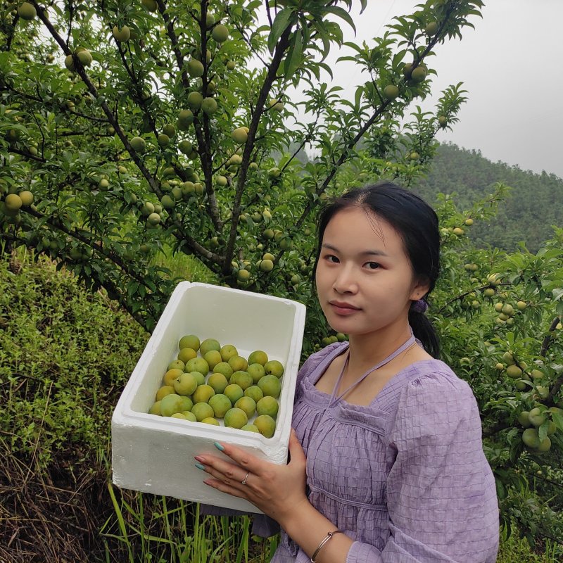 贵州青脆李脱骨李
