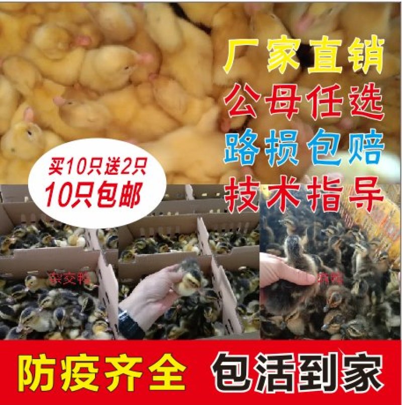 【大品种杂交鸭出壳苗】厂家直销，包疫苗，包路损，量大从优