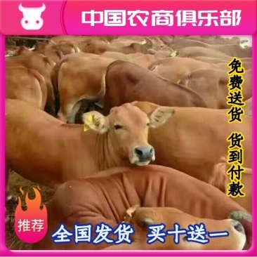 牛犊黄牛犊免费送货货到付款报销来回车费