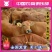 牛犊黄牛犊免费送货货到付款报销来回车费