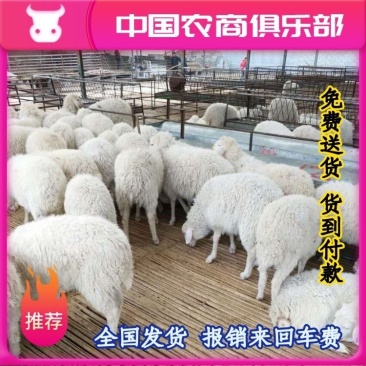 杜寒杂交羊羊种活苗《免费送货货到付款》常年有货