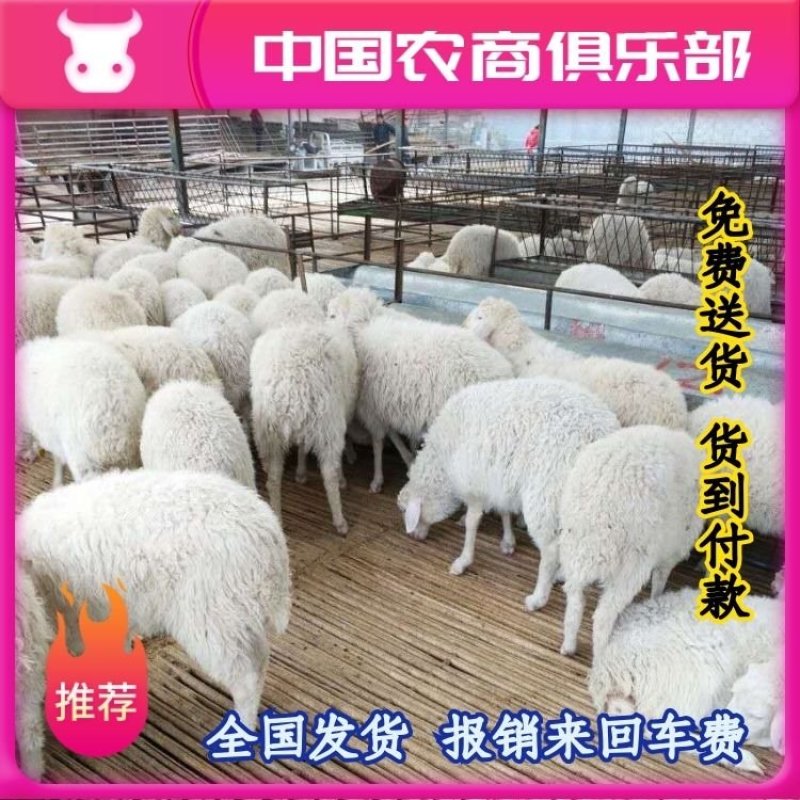 杜寒杂交羊羊种活苗《免费送货货到付款》常年有货