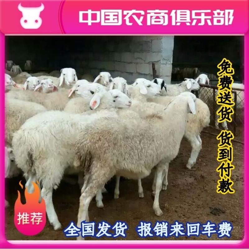 绵羊免费送货货到付款报销来回车费，全国发货，包品种