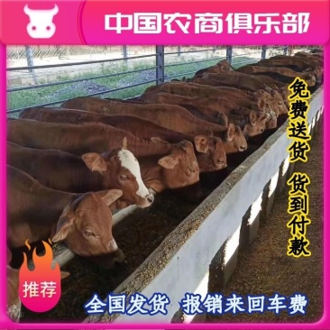 鲁西黄牛牛犊买十送一免费送货货到付款