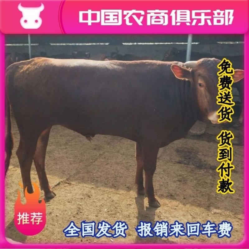 【买十送一】利木赞牛犊免费送货货到付款报销来回车费
