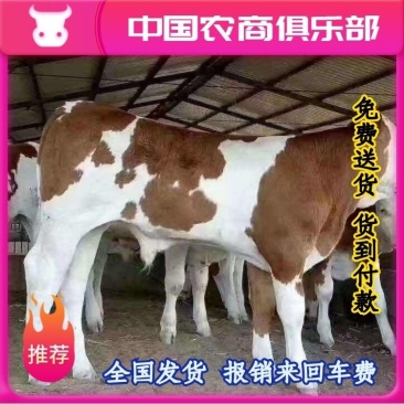 西门塔尔牛牛犊免费送货货到付款报销来回车费