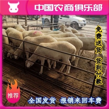 小尾寒羊免费送货货到付款报销来回车费