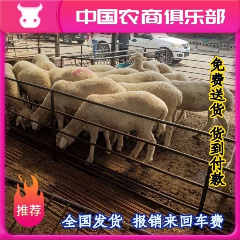 小尾寒羊免费送货货到付款报销来回车费