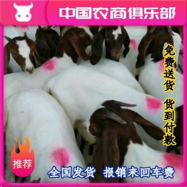 山羊免费送货货到付款报销来回车费,产地一手货源