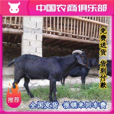 黑山羊免费送货货到付款报销来回车费