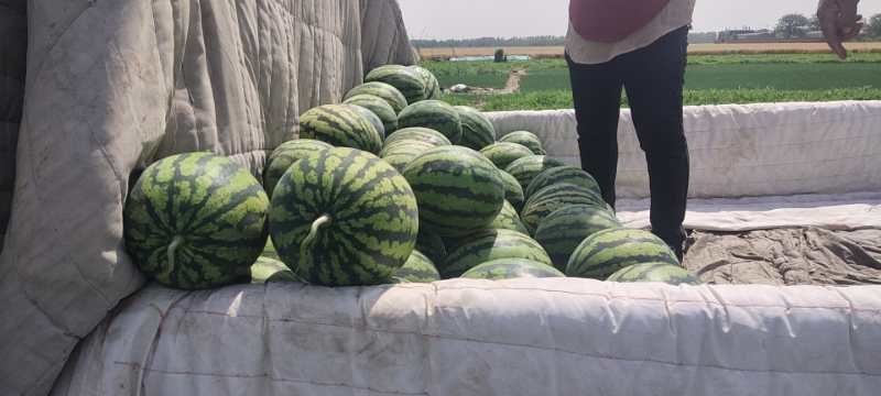 一茬甜王，京欣西瓜基地，大量上市，口感好，代发全国