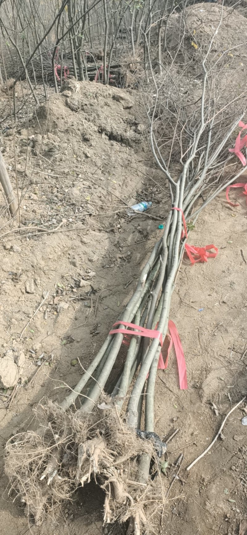 朴树小苗1234-10公分，欢迎大家光临