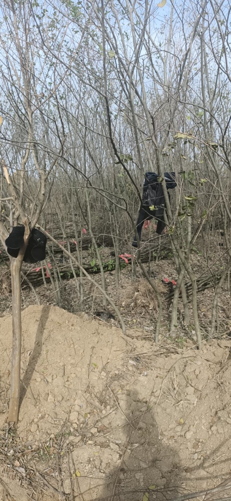朴树小苗1234-10公分，欢迎大家光临