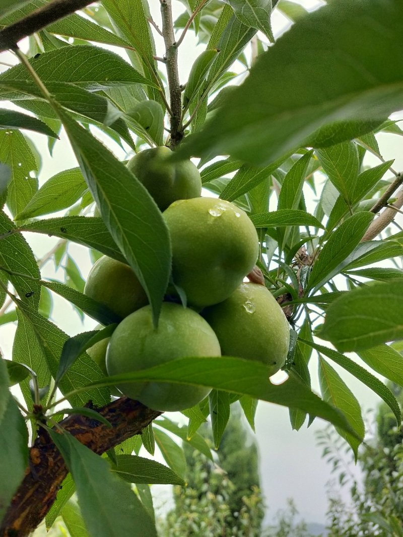 青脆李