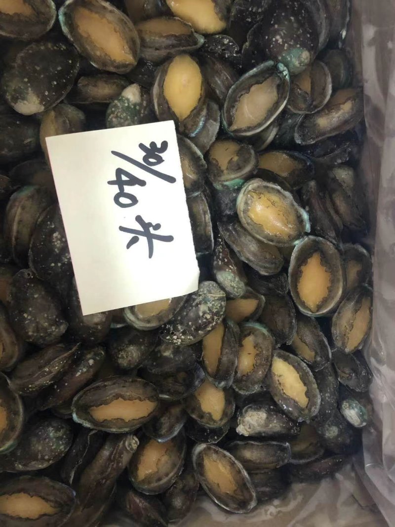 鲍鱼小鲍鱼鲜活鲍鱼速冻大鲍鱼鲍鱼仔新货上市