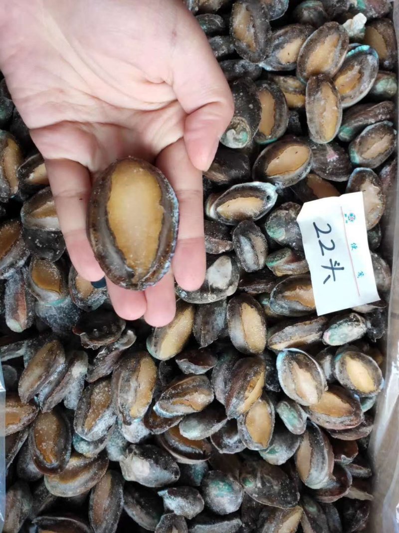 鲍鱼小鲍鱼鲜活鲍鱼速冻大鲍鱼鲍鱼仔新货上市