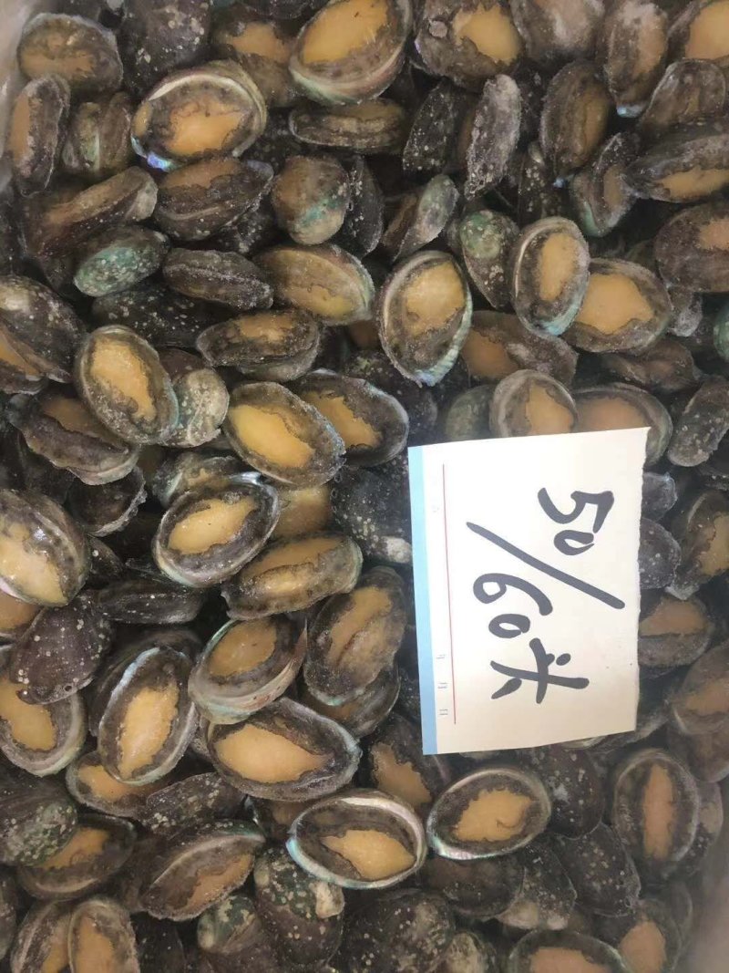 鲍鱼小鲍鱼鲜活鲍鱼速冻大鲍鱼鲍鱼仔新货上市