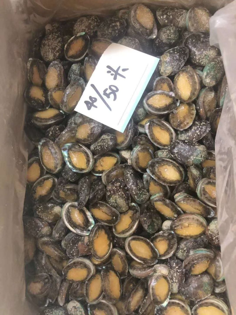 鲍鱼小鲍鱼鲜活鲍鱼速冻大鲍鱼鲍鱼仔新货上市