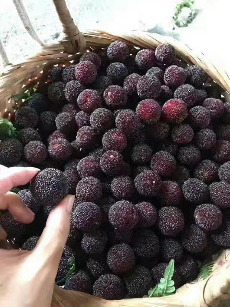 新鲜慈溪余姚杨梅，原产地直发