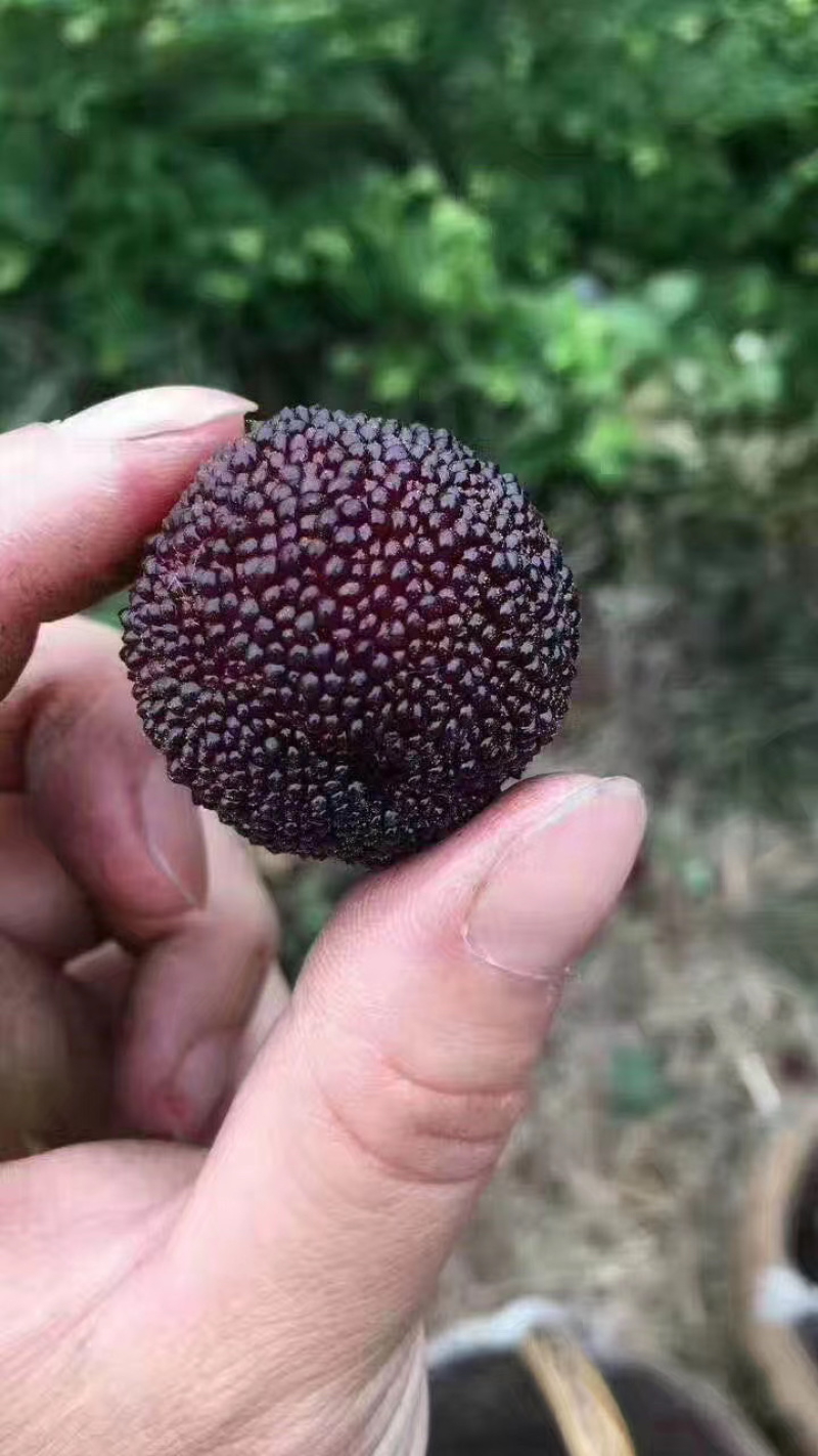 新鲜慈溪余姚杨梅，原产地直发