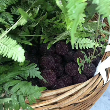 新鲜慈溪余姚杨梅，原产地直发