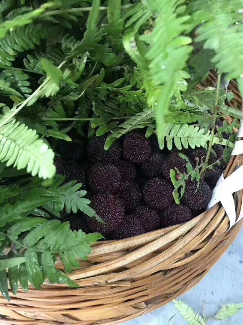 新鲜慈溪余姚杨梅，原产地直发