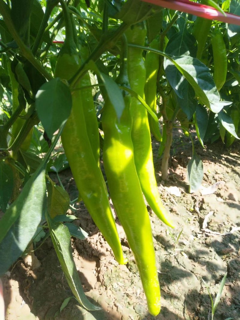 精品青黄皮辣椒。泡椒。一手货源，全国代发诚信经营