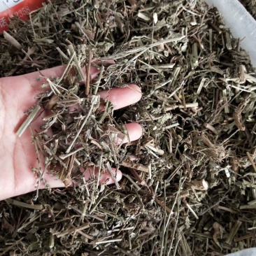 马鞭草马边草可打粉各种规格专营中药批发