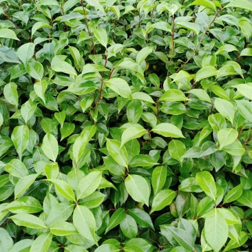 茶花