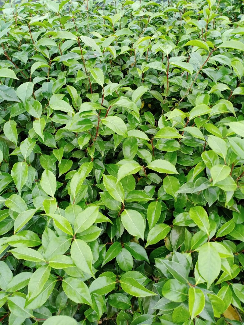 茶花