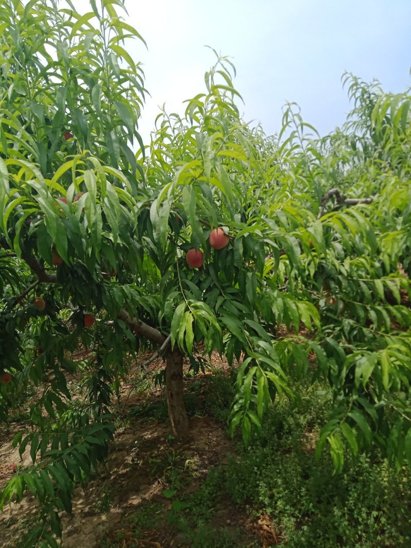 桃