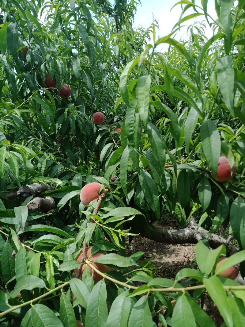 桃