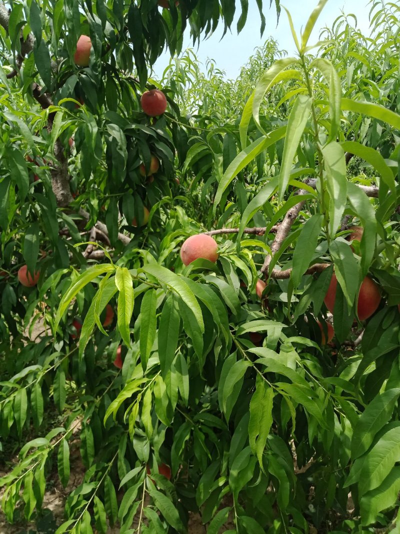 桃