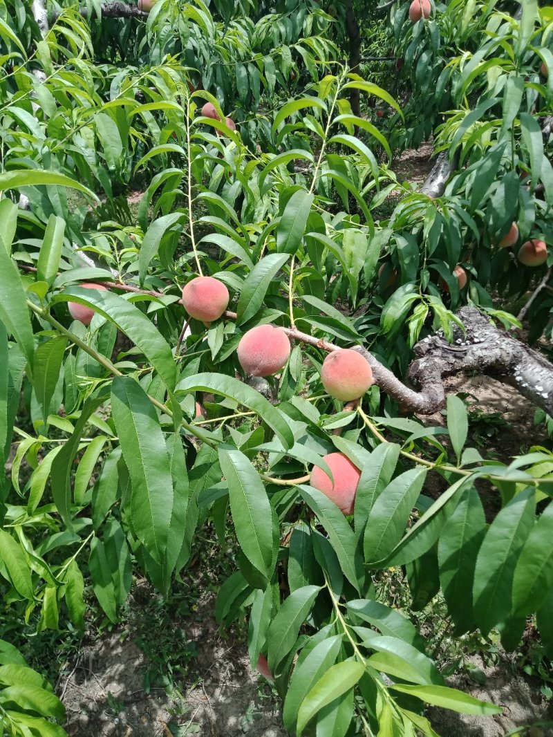 桃