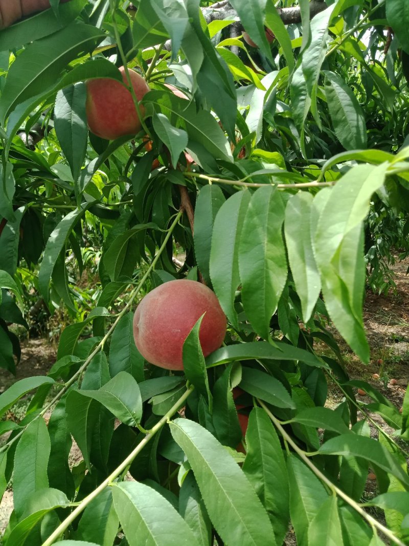 毛桃