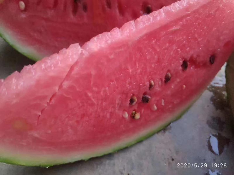 黑美人西瓜陆续上市中，个头匀称，口感甜美，皮毛