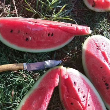 黑美人西瓜陆续上市中，个头匀称，口感甜美，皮毛