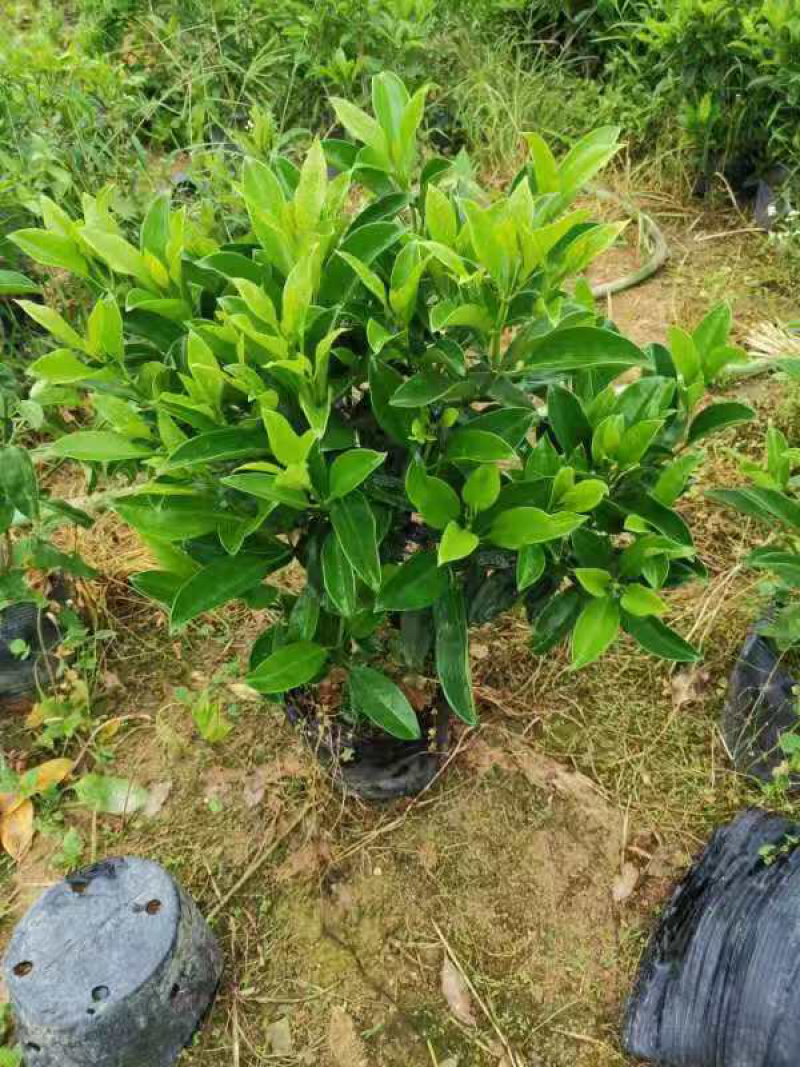 非洲茉莉大量清货出售中，40-120cm，需要的联系。