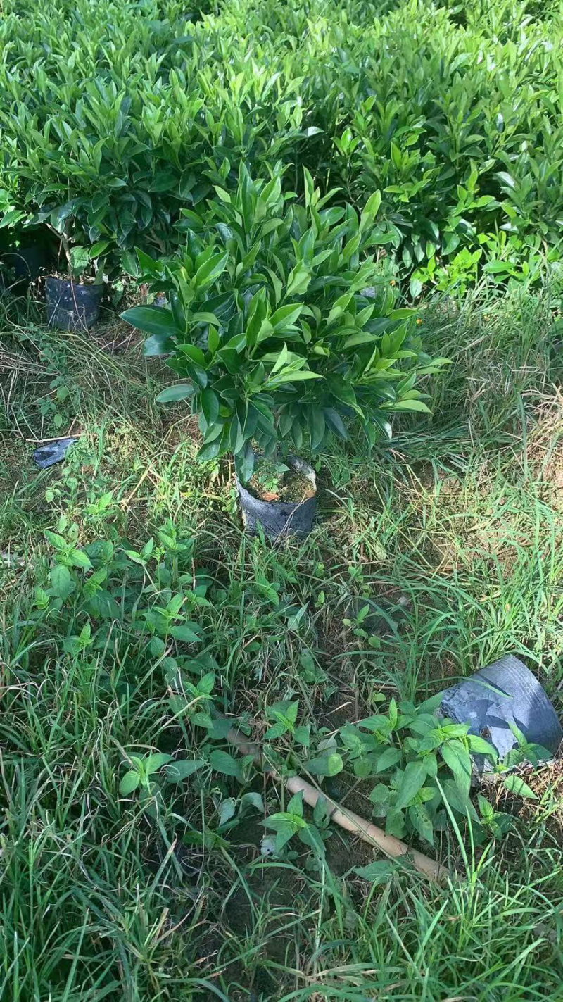 非洲茉莉大量清货出售中，40-120cm，需要的联系。